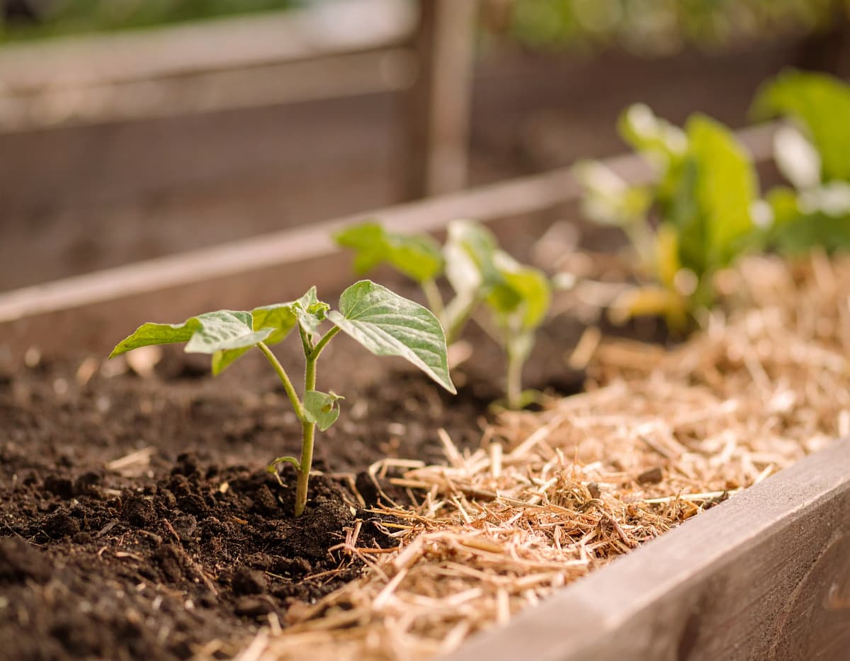 Beet mit Mulchschicht aus Stroh