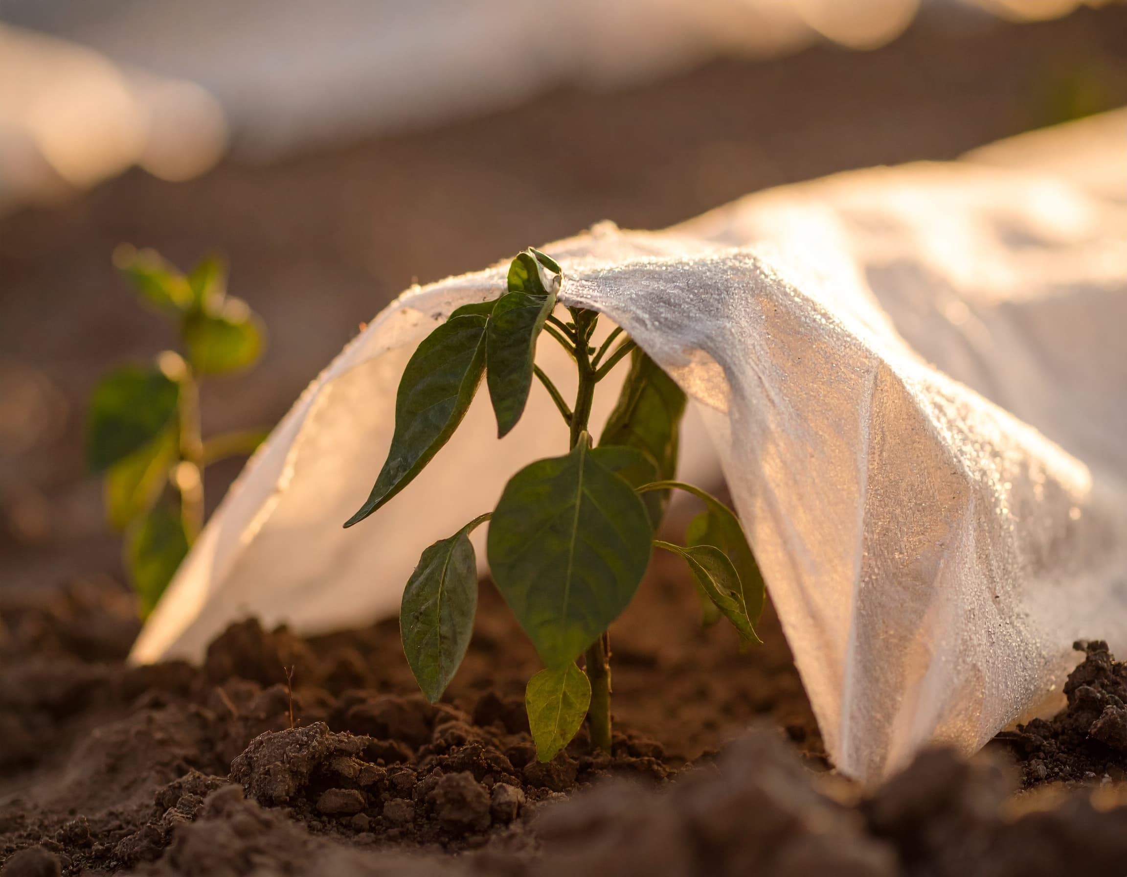 📆 Neue Gartenkalender durch den Klimawandel?