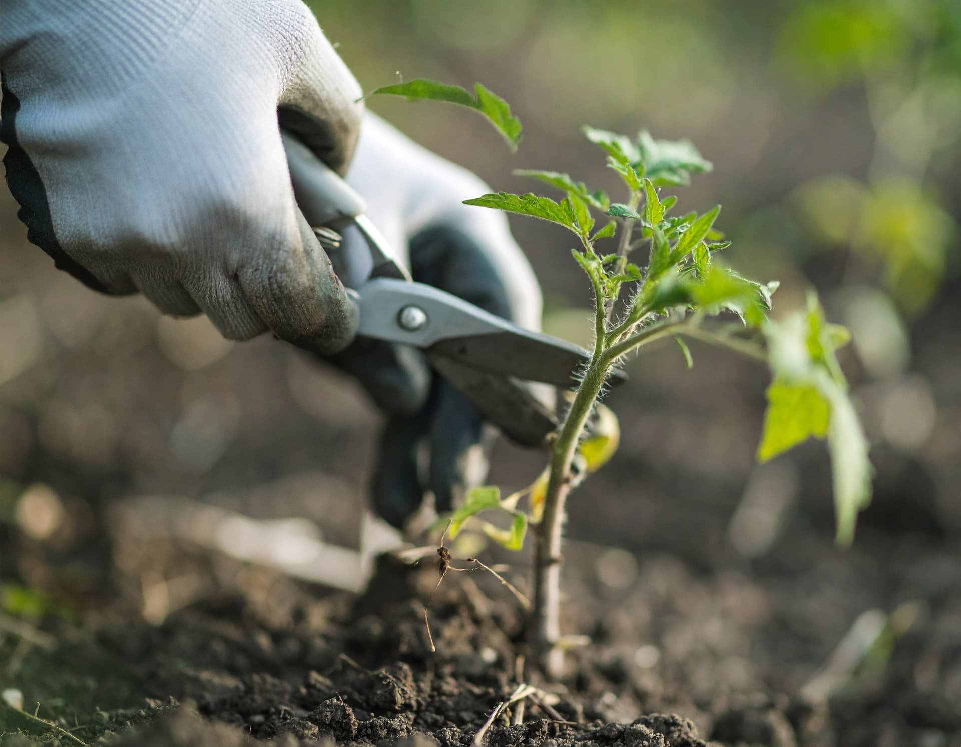 Tomaten pflanzen – Der richtige Zeitpunkt