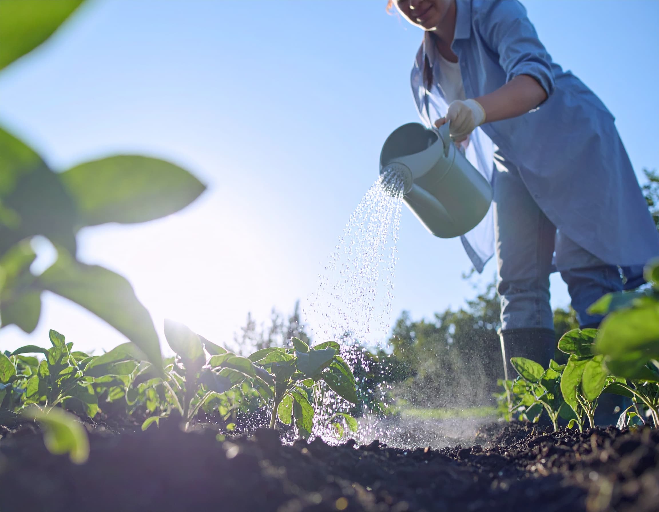 Gärtner düngt Gemüsepflanzen im Beet