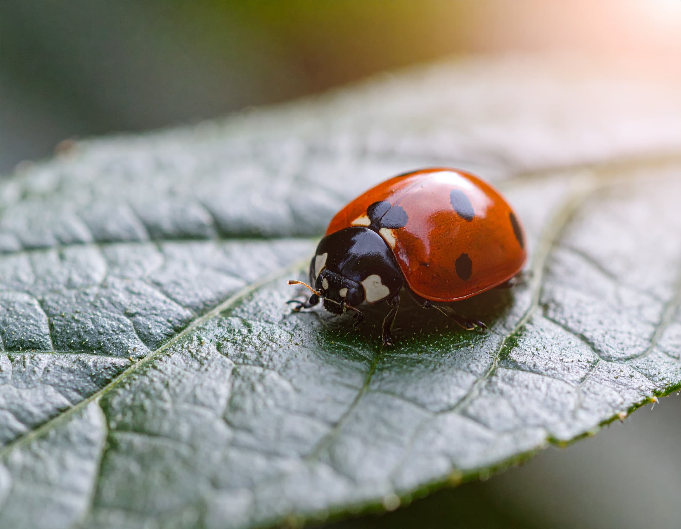 Marienkäfer auf einem Blatt, symbolisiert die Förderung von Nützlingen im Garten.