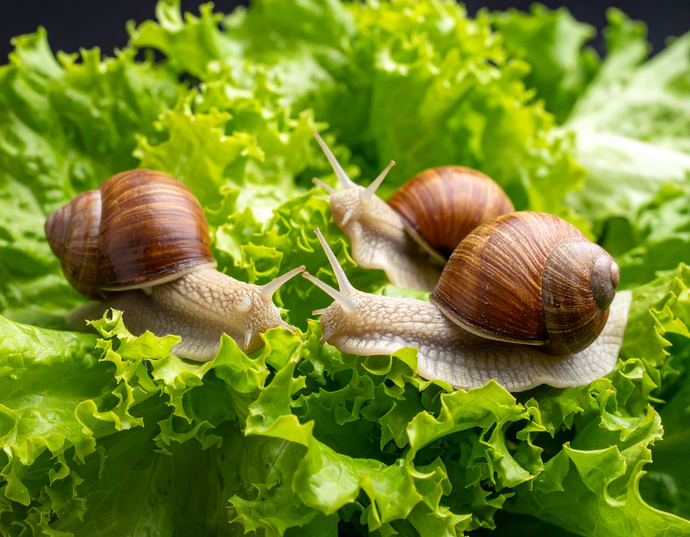 Schnecken im Garten an Pflanzen - effektive Bekämpfungsstrategien
