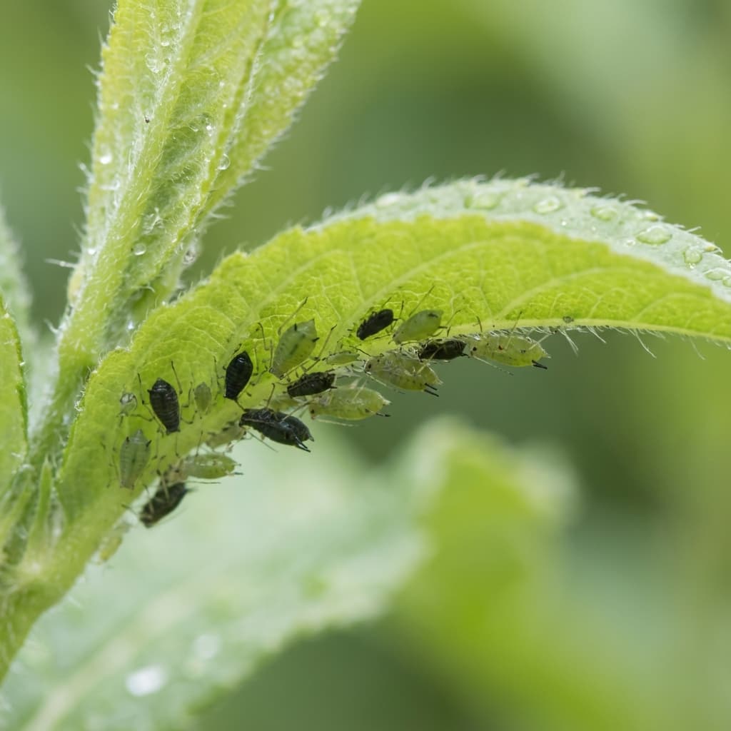 Blattläuse an einer Pflanze